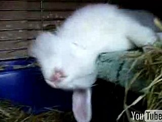 Bunny Sleeping